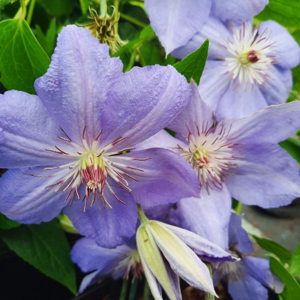 Clematis Blue Pillar 1L