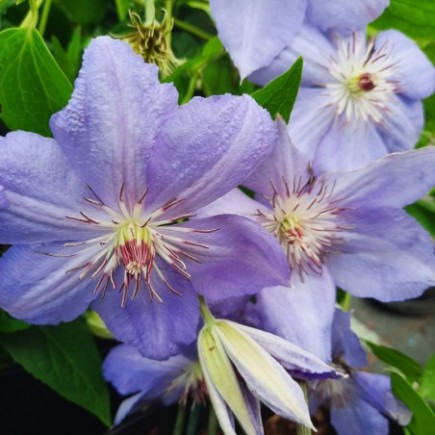 Clematis Blue Pillar 1L