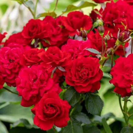 Róża rabatowa czerwona Nina 3L