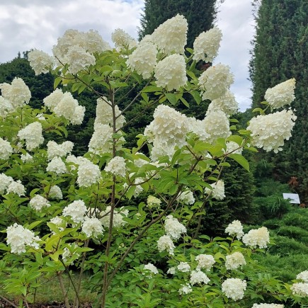 Panicle Hydrangea Polar...