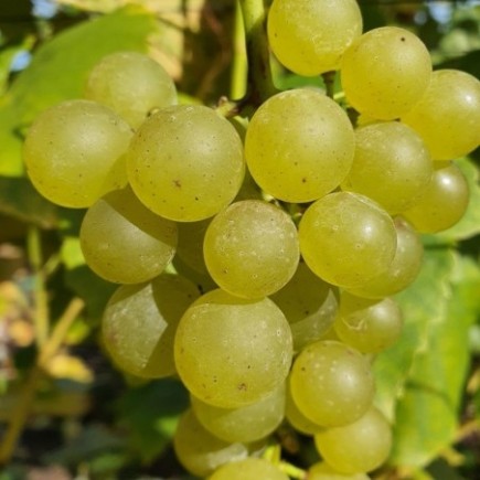 Виноград Интерлакен 1L