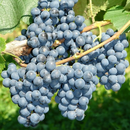 Weinrebe Rondo 1L