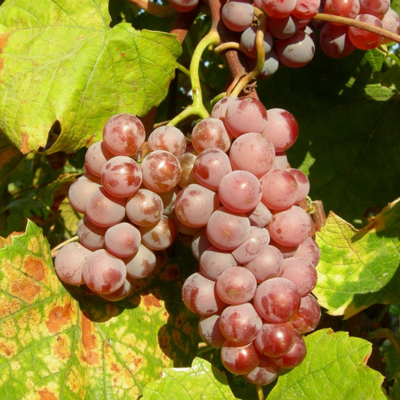 Winorośl Delaware 2L