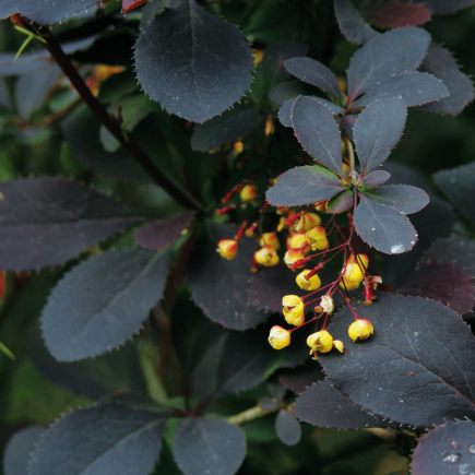 Japanese Barberry...