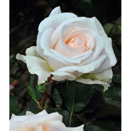 copy of Rose Kristallperle 2L