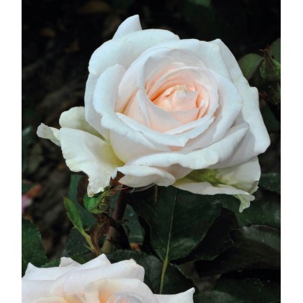 Róża rabatowa biała...