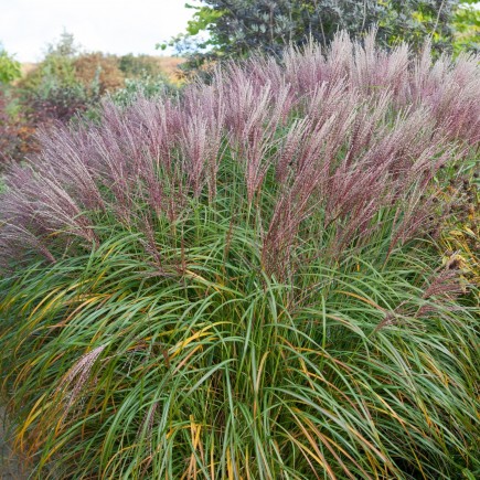 Miscanthus giganteus...