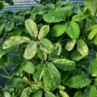 Akebia pięciolistkowa Variegata 1L