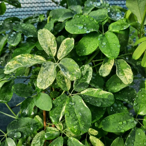 Akebia pięciolistkowa Variegata 1L