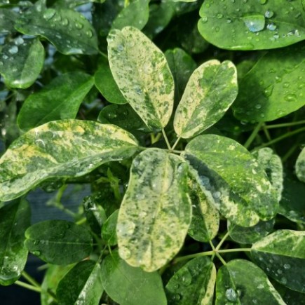 Akebia pięciolistkowa Variegata 1L