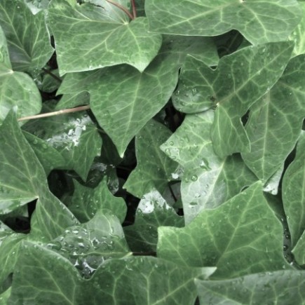 Irish Common Ivy 1L