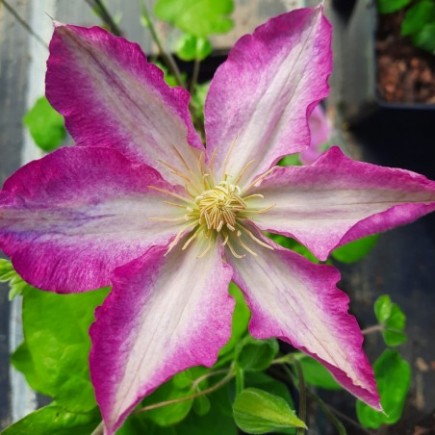 Powojnik Clematis...