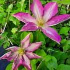 Powojnik Clematis wielkokwiatowy Asao 2L