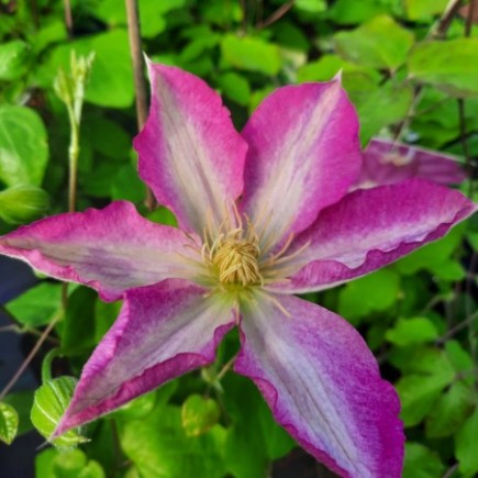 Powojnik Clematis wielkokwiatowy Asao 2L