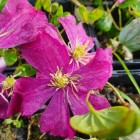 Clematis Słowianka 1L
