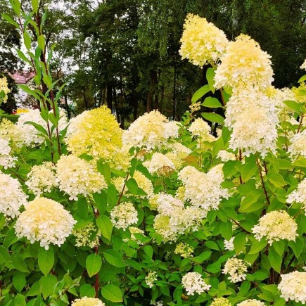 Cremig-gelbe Bouquet...