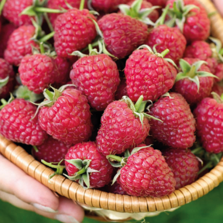 Red Raspberry twice...