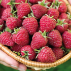 Red Raspberry twice fruiting 2L
