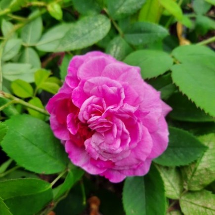 Róża historyczna Reine des Violettes 3L