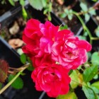 Róża okrywowa Scarlet Meidiland 3L