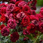 [archiwum] Róża pnąca czerwona Mushimara 2L