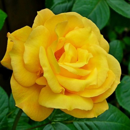 Róża miniaturowa Goldjuwel 3L