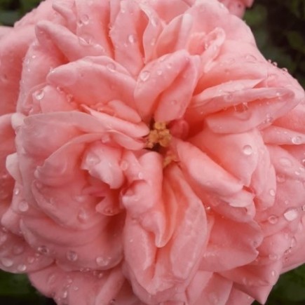 Róża rabatowa różowa Kimono 3L