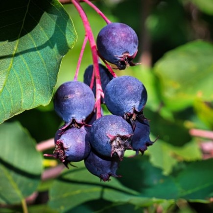 Saskatoon (Amelanchier...