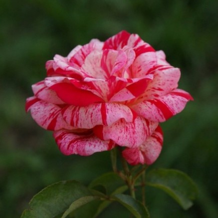 Róża pnąca historyczna Ferdinand Pichard 3L