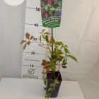 Murorum Virginia Creeper 2L