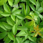 Murorum Virginia Creeper 2L