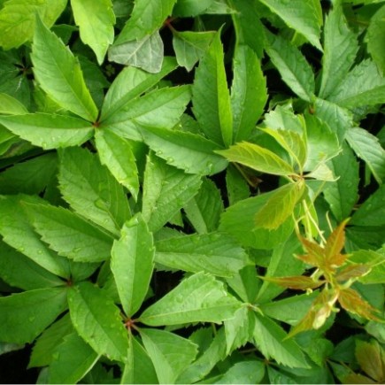 Selbstkletternde Jungfernrebe Murorum 2L