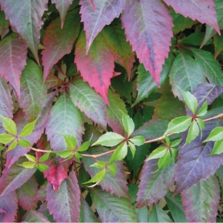 Murorum Virginia Creeper 2L