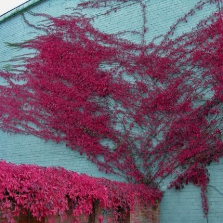 Murorum Virginia Creeper 2L