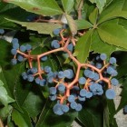 Murorum Virginia Creeper 2L