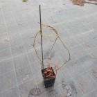 Murorum Virginia Creeper 2L
