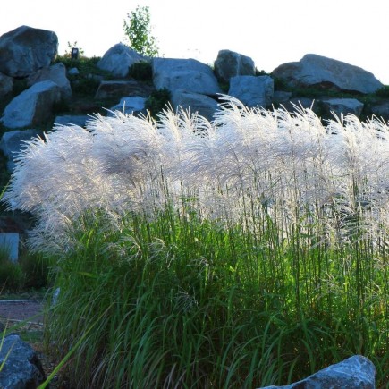 Chinese Miscanthus Memory 2L