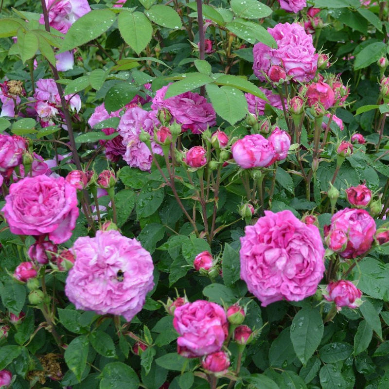 Róża historyczna Reine des Violettes 3L