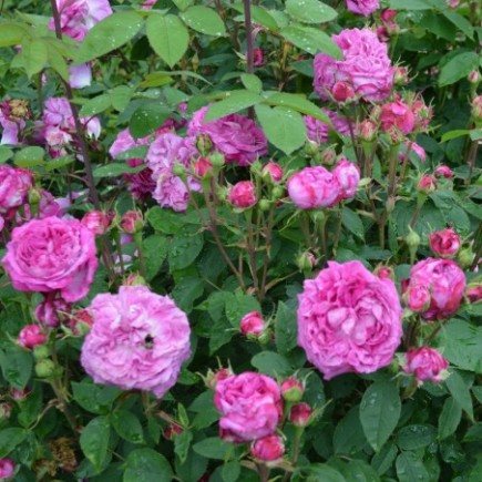 Róża historyczna Reine des...