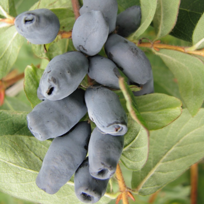 Jagoda kamczacka Aurora 1L