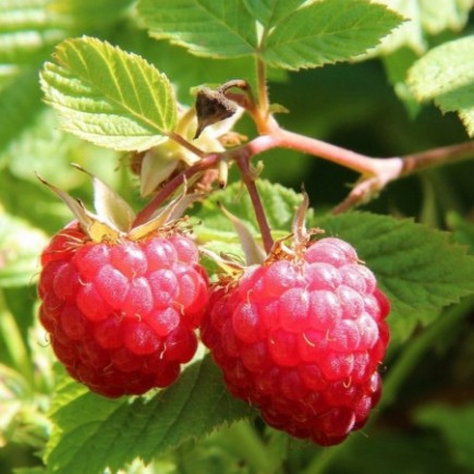 Red Raspberry twice fruiting 2L