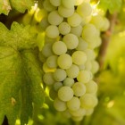 Winorośl jasna bezpestkowa Lakemont 2L