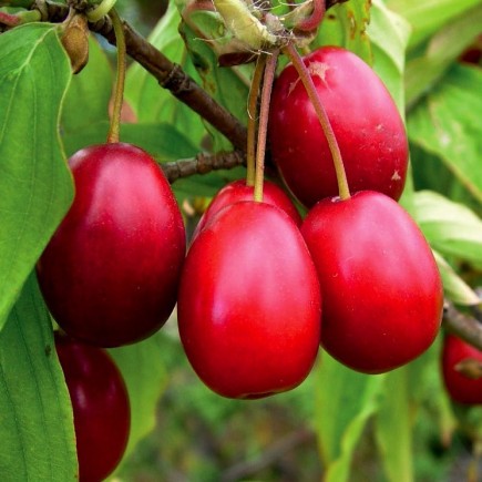 Cornelian cherry 1L