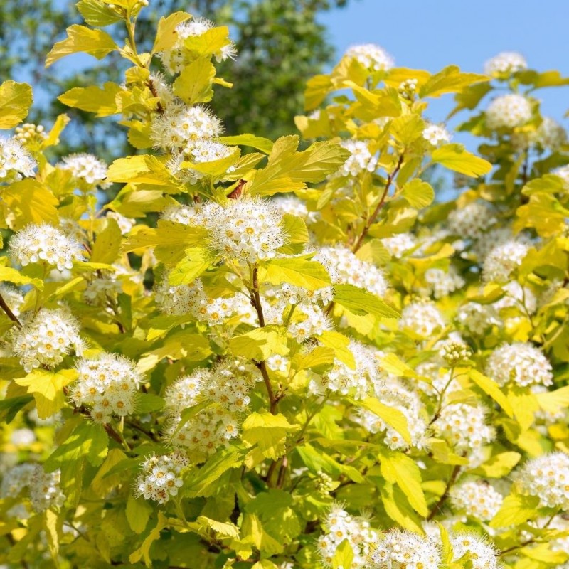 Image of Physocarpus darts gold shrub