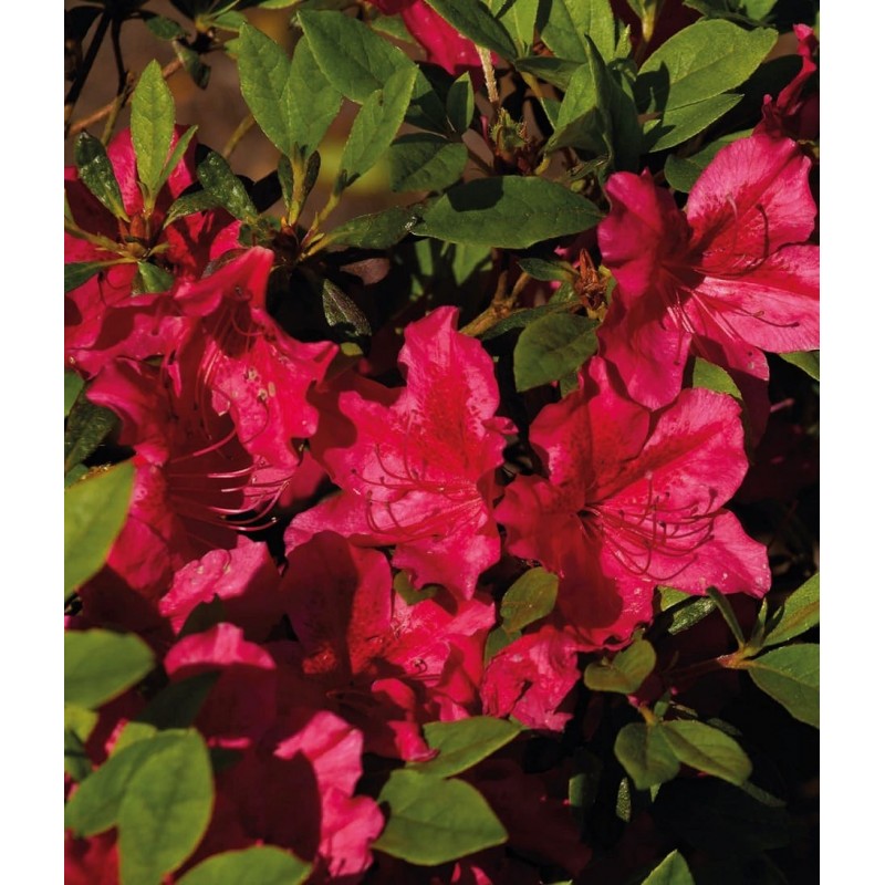 Japanese azalea ’Georg Arends’ Japanese azalea ’Georg Arends’ (Rhododendron