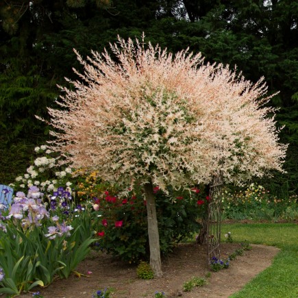 Salix integra...