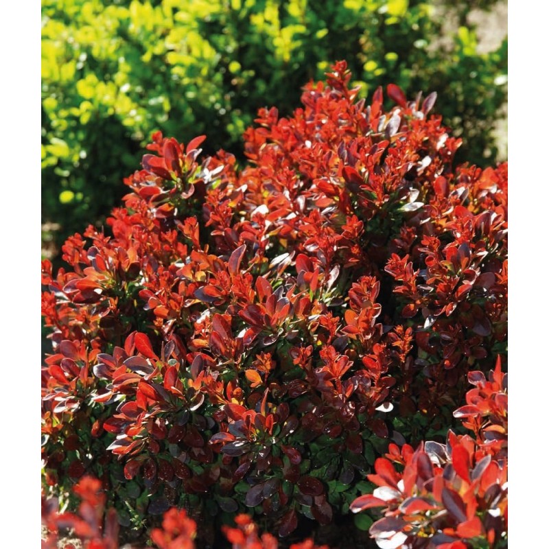 Berberis thunbergii ’Bagatelle’ Berberis thunbergii ’’ Bagatelle’ (Berberi