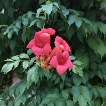 Milin amerykański Flamenco 2L
