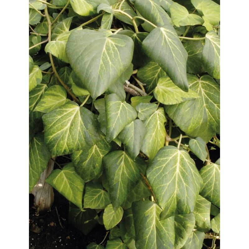 Hedera colchica ’Sulphur Heart’ Colchis ivy (Hedera colchica ’Sulphur Heart’)