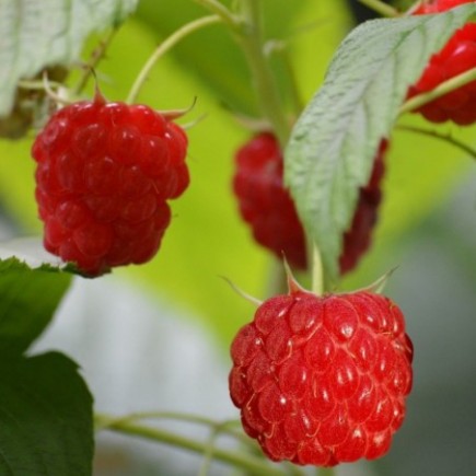 Red Raspberry twice fruiting 2L